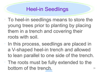 24
Heel-in Seedlings
· To heel-in seedlings means to store the
young trees prior to planting by placing
them in a trench and covering their
roots with soil.
· In this process, seedlings are placed in
a V-shaped heel-in trench and allowed
to lean parallel to one side of the trench.
· The roots must be fully extended to the
bottom of the trench.
 