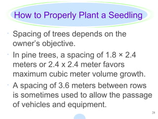 28
How to Properly Plant a Seedling
· Spacing of trees depends on the
owner’s objective.
· In pine trees, a spacing of 1.8 × 2.4
meters or 2.4 x 2.4 meter favors
maximum cubic meter volume growth.
· A spacing of 3.6 meters between rows
is sometimes used to allow the passage
of vehicles and equipment.
 