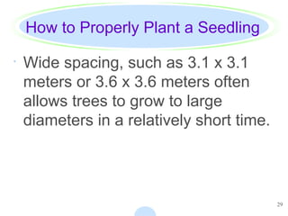 29
How to Properly Plant a Seedling
· Wide spacing, such as 3.1 x 3.1
meters or 3.6 x 3.6 meters often
allows trees to grow to large
diameters in a relatively short time.
 