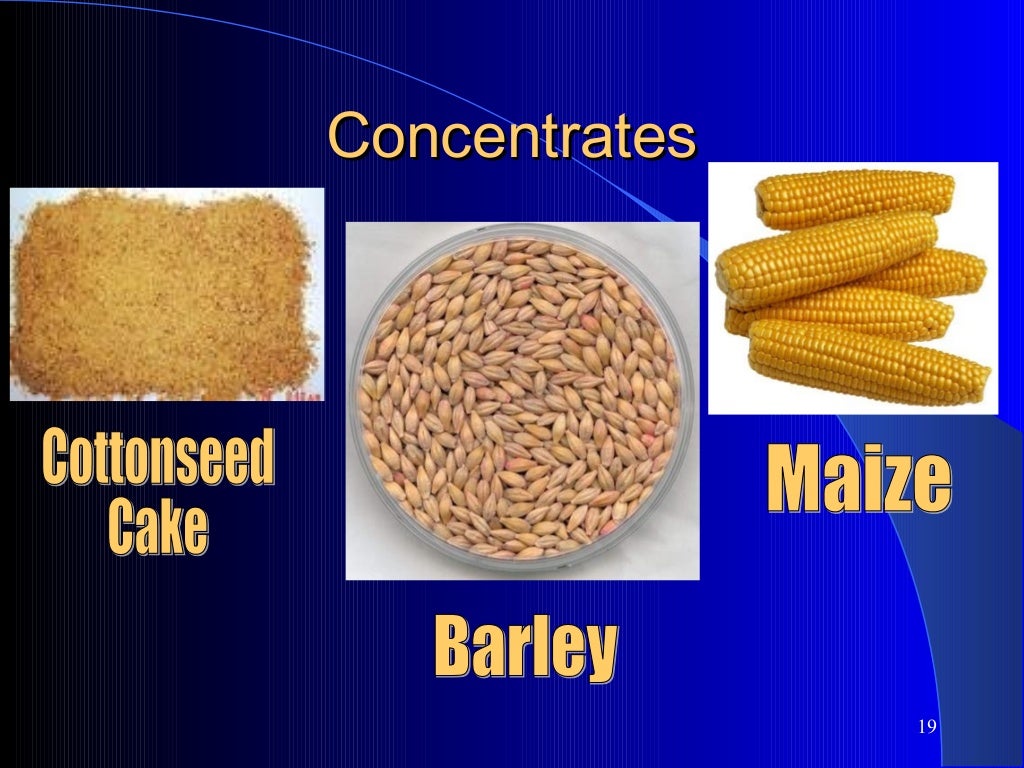 Nutritional Needs of Livestock Animals