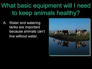 Maintain Good Animal Health