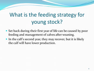 What is the feeding strategy for
young stock?
 Set back during their first year of life can be caused by poor
feeding and management of calves after weaning.
 In the calf’s second year, they may recover, but it is likely
the calf will have lower production.
6
 