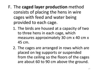 Producing Layers_ Chicken Production Afghanistan | PDF | Birds | Pets