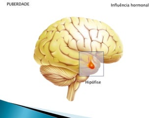 PUBERDADEO que são hormonasHormonas FemininasProduzidas pelos ováriosEstrogénios e ProgesteronaHormona MasculinaProduzida pelostestículosTestosterona