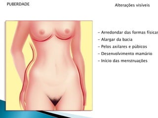 PUBERDADEInfluência hormonalHipófise