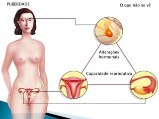 PUBERDADEAlterações visíveis Arredondar das formas físicas