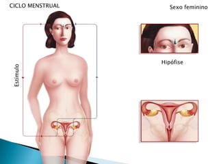 PUBERDADEO que não se vêAlteraçõeshormonaisCapacidade reprodutiva