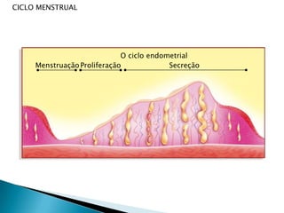 PUBERDADESexo masculinoAlterações Visíveis Aumento dos testículos