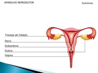 APARELHO REPRODUTORFemininoTrompa de FalópioÚteroEndométrioOvárioVagina