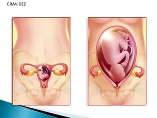  Primeiras ejaculaçõesCICLOMENSTRUALCiclo Menstrual