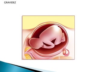 CICLO MENSTRUALSexo feminino Intervalo entre o 1º diade uma menstruação e o 1º diada menstruação seguinte 23 - 35 dias (média de 28 dias)