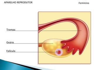 APARELHO REPRODUTORFemininoTrompaOvárioFolículo