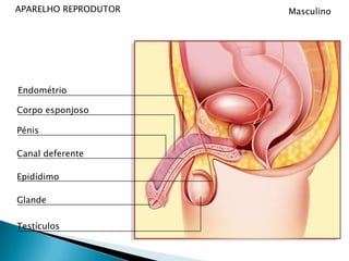 APARELHO REPRODUTORMasculinoEndométrioCorpo esponjosoPénisCanal deferenteEpidídimoGlandeTestículos