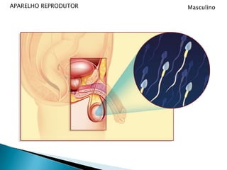 APARELHO REPRODUTORMasculino