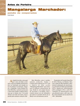 Antes da Porteira

Mangalarga Marchador:
paixão de cooperados
Carla Rossini

Beto Meirelles e o
reprodutor Acaiá da
Selva Morena

A

criação de cavalos, como qualquer outra atividade econômica, exige um trabalho profissional e
deve ser analisada com atenção antes de qualquer investimento. Segundo o cooperado, Carlos Roberto Ribeiro Meirelles, o primeiro ponto para
o início uma criação é conhecer bem a
raça que se deseja criar. E ele pode
afirmar com toda convicção, já que a
paixão pelos animais começou cedo.

26

Revista Canavieiros - Setembro de 2006

Beto Meirelles, como é carinhosamente conhecido, fundou o
Criatório Selva Morena em 1977 com
o objetivo de obter cavalos
“Mangalarga Marchador” que reunissem as melhores características da
raça. Desde lá, vem sempre buscando inovações e novidades, hoje o
criatório possui um site informativo
que pode ser acessado através do endereço www.selvamorena.com.br.

Proprietário da Fazenda Santa Rita
da Selva Morena, em Batatais, Beto,
com a ajuda do filho Humberto, administram as plantações de cana-de-açúcar, principal atividade da propriedade
(45%), seguida por reflorestamento
(36%), pastagens (14%) e café (5%).
“Entramos na cana-de-açúcar como
uma alternativa para o café, soja e milho. Nosso primeiro ano na cana foi em
1991”, afirma Beto.

 
