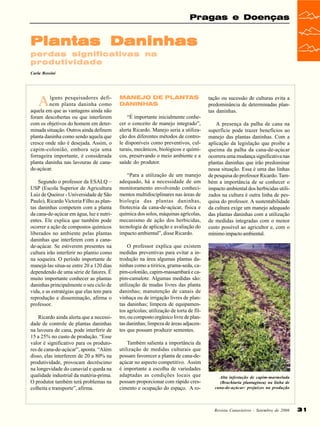 Pragas e Doenças

Plantas Daninhas
perdas significativas na
produtividade
Carla Rossini

A

lguns pesquisadores definem planta daninha como
aquela em que as vantagens ainda não
foram descobertas ou que interferem
com os objetivos do homem em determinada situação. Outros ainda definem
planta daninha como sendo aquela que
cresce onde não é desejada. Assim, o
capim-colonião, embora seja uma
forrageira importante, é considerada
planta daninha nas lavouras de canade-açúcar.
Segundo o professor da ESALQ –
USP (Escola Superior de Agricultura
Luiz de Queiroz - Universidade de São
Paulo), Ricardo Victoria Filho as plantas daninhas competem com a planta
da cana-de-açúcar em água, luz e nutrientes. Ele explica que também pode
ocorrer a ação de compostos químicos
liberados no ambiente pelas plantas
daninhas que interferem com a canade-açúcar. Se estiverem presentes na
cultura irão interferir no plantio como
na soqueira. O período importante de
manejá-las situa-se entre 20 a 120 dias
dependendo de uma série de fatores. É
muito importante conhecer as plantas
daninhas principalmente o seu ciclo de
vida, e as estratégias que elas tem para
reprodução e disseminação, afirma o
professor.
Ricardo ainda alerta que a necessidade de controle de plantas daninhas
na lavoura de cana, pode interferir de
15 a 25% no custo de produção. “Esse
valor é significativo para os produtores de cana-de-açúcar”, aponta. “Além
disso, elas interferem de 20 a 80% na
produtividade, provocam decréscimo
na longevidade do canavial e queda na
qualidade industrial da matéria-prima.
O produtor também terá problemas na
colheita e transporte”, afirma.

MANEJO DE PLANTAS
DANINHAS
“É importante inicialmente conhecer o conceito de manejo integrado”,
alerta Ricardo. Manejo seria a utilização dos diferentes métodos de controle disponíveis como preventivos, culturais, mecânicos, biológicos e químicos, preservando o meio ambiente e a
saúde do produtor.
“Para a utilização de um manejo
adequado, há a necessidade de um
monitoramento envolvendo conhecimentos multidisciplinares nas áreas de
biologia das plantas daninhas,
fitotecnia da cana-de-açúcar, física e
química dos solos, máquinas agrícolas,
mecanismo de ação dos herbicidas,
tecnologia de aplicação e avaliação do
impacto ambiental”, disse Ricardo.

tação ou sucessão de culturas evita a
predominância de determinadas plantas daninhas.
A presença da palha de cana na
superfície pode trazer benefícios ao
manejo das plantas daninhas. Com a
aplicação da legislação que proíbe a
queima da palha da cana-de-açúcar
ocorrera uma mudança significativa nas
plantas daninhas que irão predominar
nessa situação. Essa é uma das linhas
de pesquisa do professor Ricardo. Também a importância de se conhecer o
impacto ambiental dos herbicidas utilizados na cultura é outra linha de pesquisa do professor. A sustentabilidade
da cultura exige um manejo adequado
das plantas daninhas com a utilização
de medidas integradas com o menor
custo possível ao agricultor e, com o
mínimo impacto ambiental.

O professor explica que existem
medidas preventivas para evitar a introdução na área algumas plantas daninhas como a tiririca, grama-seda, capim-colonião, capim-massambará e capim-camalote. Algumas medidas são:
utilização de mudas livres das planta
daninhas; manutenção de canais de
vinhaça ou de irrigação livres de plantas daninhas; limpeza de equipamentos agrícolas; utilização de torta de filtro, ou composto orgânico livre de plantas daninhas; limpeza de áreas adjacentes que possam produzir sementes.
Também salienta a importância da
utilização de medidas culturais que
possam favorecer a planta de cana-deaçúcar no aspecto competitivo. Assim
é importante a escolha de variedades
adaptadas as condições locais que
possam proporcionar com rápido crescimento e ocupação do espaço. A ro-

Alta infestação de capim-marmelada
(Brachiaria plantaginea) na linha de
cana-de-açúcar: prejuízos na produção

Revista Canavieiros - Setembro de 2006

31

 