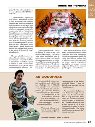 Antes da Porteira
produzidas 92,5 milhões de dúzias de
ovos de codorna com 5.572.068 aves
no Estado.
A coturnicultura é a segunda renda da família Consoni Crosta. Silvia e
os filhos, Rogério e Ricardo, plantam a
cana-de-açúcar como principal fonte de
renda. Cooperados há mais de dez anos,
eles utilizam os serviços oferecidos
pela Copercana para dar suporte na lavoura, e como tudo na Fazenda Santa
Maria é harmonioso, os agricultores já
deram um jeitinho de unir o útil ao agradável. Rogério conta que aproveita as
cascas dos ovos processados e o esterco produzido pelas aves junto com
palha de amendoim para fazer um composto que serve como adubo nas lavouras de cana. “No ano passado, produzimos cem toneladas desse composto que adubou 17 hectares de cana”,
afirma Rogério.
Mas nem tudo é festa para os criadores. Silvia conta que se sente prejudicada com a concorrência desleal. “Nem todos os criadores seguem
as normas do SISP e isso dificulta
na comercialização, já que alguns
conseguem preços melhores”, diz.

Quem faz parte do SISP – Serviço
de Inspeção do Estado de São Paulo
recebe periodicamente a visita de um
fiscal o qual supervisiona todos os
procedimentos que estão sendo
efetuados de acordo com as exigências do Ministério da Agricultura, Pecuária e Abastecimento. “E tudo isso
tem um custo alto já que visamos às
boas práticas de fabricação”, conta.

Para manter a produção, Silvia
possui oito pessoas empregadas e
capacitadas, entre elas, uma médica
veterinária que cuida do manejo das
aves e supervisão do produto final,
ou seja, os ovos em conserva. A cozinha atende a todas as exigências da
legislação e por isso, ela consegue
um produto diferenciado e com mais
qualidade para o consumidor final.

AS CODORNAS
As codornas são de origem européia e asiática, tendo sido levadas
para o Japão por volta de 1900 onde
foram realizados vários cruzamentos,
e que resultaram na Coturnix
japonica, que é a codorna doméstica
que conhecemos. No Brasil, a criação para produção de carne e ovos teve início em
1910, pelos japoneses e chineses, e estima-se que hoje o
número dessas aves esteja em
torno de seis milhões.
“As aves são delicadas e precisam do manejo adequado. É
preciso ter muita cautela com

a temperatura e a luz que deve ser
introduzida durante 17 horas por
dia”, afirma a veterinária Marlene
Pontoglio Andreo.
As codorninhas da Fazenda
Santa Maria são compradas com
apenas 1 dia de vida das incubadoras de Mogi das Cruzes. Na fazenda, elas recebem os cuidados
necessários para se desenvolverem e com 45 dias começam a botar. Com um ciclo de vida de aproximadamente 12 meses, as aves se
alimentam de ração. “Elas consomem 25 gramas de ração por dia”,
afirma a veterinária.

Os ovos são processados e vendidos em conserva

Revista Canavieiros - Outubro de 2006

27

 