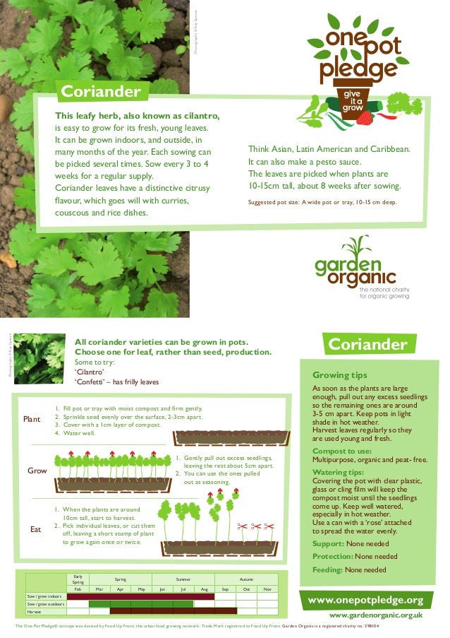 Coriander Organic Growing Guides for Teachers + Students