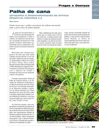 Pragas e Doenças

Palha de cana
atrapalha o desenvolvimento da tiririca
(Cyperus rotundus L.)
Marino Guerra

Estudo mostra que o palhiço proveniente da colheita mecanizada
reduz a parte aérea da planta daninha

A

pesar do seu porte baixo, a
tiririca é uma das plantas daninhas mais prejudiciais a todas as
culturas, em especial à cana-de-açúcar, isso porque ela desenvolve uma
grande estrutura subterrânea aumentando assim a competição e afetando o desenvolvimento natural do
canavial.

Mas a palhada da cana não será o
agente que vai acabar com a Tiririca
dos canaviais, o estudo mostrou que
embora o resíduo da colheita mecanizada atrapalhe o seu desenvolvimento, ocorreu aumento linear da parte
aérea de tiririca em função do tempo.

Logo, mesmo mostrando redução da
parte aérea de tiririca pela presença de
palhiço, se não houver controle desta
planta daninha, os efeitos da
matocompetição por tiririca serão sentidos tanto pela cana, como pelo bolso dos produtores.

Motivados pelo aumento progressivo de áreas que estão sendo
colhidas mecanicamente e com isso
deixando a palha da cana no campo,
os pesquisadores Maria do Carmo
de Salvo Soares Novo (IAC),
Ricardo Victória Filho (ESALQ-USP)
e Fábio Molchanski Langbeck (PUCCampinas) realizaram uma pesquisa
com o objetivo de estudar a
brotação da tiririca em um ambiente
coberto com palhiço.
O estudo, denominado “Efeito da
Palha de Cana-de-Açúcar e do Tamanho do Tubérculo na Brotação e
no Desenvolvimento da Parte Aérea
de Tiririca”, foi realizado utilizandose de tubérculos grandes e pequenos da planta daninha que foram
plantados nos meses de maio, julho
e setembro objetivando também, avaliar influências climáticas e com uma
massa de palha que variou entre 0 t/
ha, 5 t/ha, 10 t/ha e 15 t/ha.
Ao final dos estudos, estes pesquisadores concluíram que plantas de
tiririca originadas de tubérculos grandes se desenvolvem com maior facilidade, mas apresentaram redução de
biomassa quando da presença de 5 e
10 t/há de palhiço. Outra constatação
da pesquisa é que o desenvolvimento da tiririca é prejudicado quando o
tubérculo for plantado em julho.

Área onde há matocompetição entre cana-de-açúcar e tiririca
Revista Canavieiros - Novembro de 2006

25

 