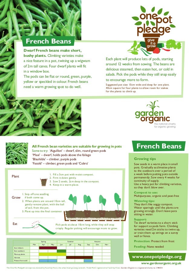 Growing French Beans in a Pot Teacher Guide, Organic Gardening