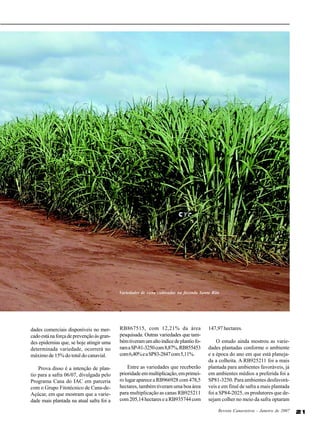 Variedades de cana cultivadas na fazenda Santa Rita

dades comerciais disponíveis no mercado está na força de prevenção às grandes epidemias que, se hoje atingir uma
determinada variedade, ocorrerá no
máximo de 15% do total do canavial.

RB867515, com 12,21% da área
pesquisada. Outras variedades que também tiveram um alto índice de plantio foram a SP-81-3250 com 8,87%, RB855453
com 6,40% e a SP83-2847 com 5,11%.

Prova disso é a intenção de plantio para a safra 06/07, divulgada pelo
Programa Cana do IAC em parceria
com o Grupo Fitotécnico de Cana-deAçúcar, em que mostram que a variedade mais plantada na atual safra foi a

Entre as variedades que receberão
prioridade em multiplicação, em primeiro lugar aparece a RB966928 com 478,5
hectares, também tiveram uma boa área
para multiplicação as canas RB925211
com 205,14 hectares e a RB935744 com

147,97 hectares.
O estudo ainda mostrou as variedades plantadas conforme o ambiente
e a época do ano em que está planejada a colheita. A RB925211 foi a mais
plantada para ambientes favoráveis, já
em ambientes médios a preferida foi a
SP81-3250. Para ambientes desfavoráveis e em final de safra a mais plantada
foi a SP84-2025, os produtores que desejam colher no meio da safra optaram
Revista Canavieiros - Janeiro de 2007

21

 