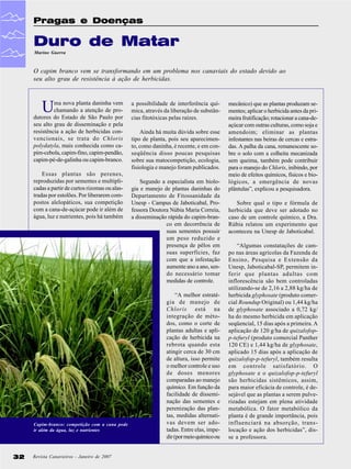 Pragas e Doenças

Duro de Matar
Marino Guerra

O capim branco vem se transformando em um problema nos canaviais do estado devido ao
seu alto grau de resistência à ação de herbicidas.

U

ma nova planta daninha vem
chamando a atenção de produtores do Estado de São Paulo por
seu alto grau de disseminação e pela
resistência a ação de herbicidas convencionais, se trata do Chloris
polydatyla, mais conhecida como capim-cebola, capim-fino, capim-pendão,
capim-pé-de-galinha ou capim-branco.
Essas plantas são perenes,
reproduzidas por sementes e multiplicadas a partir de curtos rizomas ou alastradas por estolões. Por liberarem compostos alelopáticos, sua competição
com a cana-de-açúcar pode ir além de
água, luz e nutrientes, pois há também

Capim-branco: competição com a cana pode
ir além da água, luz e nutrientes

32

Revista Canavieiros - Janeiro de 2007

a possibilidade de interferência química, através da liberação de substâncias fitotóxicas pelas raízes.
Ainda há muita dúvida sobre esse
tipo de planta, pois seu aparecimento, como daninha, é recente, e em conseqüência disso poucas pesquisas
sobre sua matocompetição, ecologia,
fisiologia e manejo foram publicados.
Segundo a especialista em biologia e manejo de plantas daninhas do
Departamento de Fitossanidade da
Unesp - Campus de Jaboticabal, Professora Doutora Núbia Maria Correia,
a disseminação rápida do capim-branco em decorrência de
suas sementes possuir
um peso reduzido e
presença de pêlos em
suas superfícies, faz
com que a infestação
aumente ano a ano, sendo necessário tomar
medidas de controle.
“A melhor estratégia de manejo de
Chloris está na
integração de métodos, como o corte de
plantas adultas e aplicação de herbicida na
rebrota quando esta
atingir cerca de 30 cm
de altura, isso permite
o melhor controle e uso
de doses menores
comparadas ao manejo
químico. Em função da
facilidade de disseminação das sementes e
perenização das plantas, medidas alternativas devem ser adotadas. Entre elas, impedir (por meio químico ou

mecânico) que as plantas produzam sementes; aplicar o herbicida antes da primeira frutificação; rotacionar a cana-deaçúcar com outras culturas, como soja e
amendoim; eliminar as plantas
infestantes nas beiras de cercas e estradas. A palha da cana, remanescente sobre o solo com a colheita mecanizada
sem queima, também pode contribuir
para o manejo do Chloris, inibindo, por
meio de efeitos químicos, físicos e biológicos, a emergência de novas
plântulas”, explicou a pesquisadora.
Sobre qual o tipo e fórmula de
herbicida que deve ser adotado no
caso de um controle químico, a Dra.
Rúbia relatou um experimento que
aconteceu na Unesp de Jaboticabal.
“Algumas constatações de campo nas áreas agrícolas da Fazenda de
Ensino, Pesquisa e Extensão da
Unesp, Jaboticabal-SP, permitem inferir que plantas adultas com
inflorescência são bem controladas
utilizando-se de 2,16 a 2,88 kg/ha de
herbicida glyphosate (produto comercial Roundup Original) ou 1,44 kg/ha
de glyphosate associado a 0,72 kg/
ha do mesmo herbicida em aplicação
seqüencial, 15 dias após a primeira. A
aplicação de 120 g/ha de quizalofopp-tefuryl (produto comercial Panther
120 CE) e 1,44 kg/ha de glyphosate,
aplicado 15 dias após a aplicação de
quizalofop-p-tefuryl, também resulta
em controle satisfatório. O
glyphosate e o quizalofop-p-tefuryl
são herbicidas sistêmicos, assim,
para maior eficácia de controle, é desejável que as plantas a serem pulverizadas estejam em plena atividade
metabólica. O fator metabólico da
planta é de grande importância, pois
influenciará na absorção, translocação e ação dos herbicidas”, disse a professora.

 