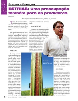 Pragas e Doenças

ESTRIAS: Uma preocupação
também para os produtores
Carla Rossini

Doença afeta canaviais paulistas e causa prejuízos aos produtores

T

em se observado nos últimos
meses um aumento na incidência de uma doença causada pela
bactéria Acidovorax avenae subs
avenae, conhecida como “Estria Vermelha”.
Esta doença, em condições favoráveis pode causar grandes danos aos
canaviais, principalmente, quando variedades consideradas suscetíveis forem alocadas em ambientes propícios.
Segundo o engenheiro agrônomo da
Canaoeste, Gustavo de Almeida Nogueira, “pode ocorrer uma intensidade maior de ataque em condições climáticas favoráveis, associadas a solos de alta fertilidade”.
SINTOMAS
A doença se manifesta como estrias finas
e longas e podridão do
topo da planta. Nas folhas os primeiros sintomas são estrias encharcadas que gradualmente tomam a coloração
vermelha (como mostra
a imagem ao lado). Posteriormente, os sintomas se estendem para a
região do meristema
apical, que se torna
umedecida em conseqüência da morte dos tecidos e a podridão do
topo. Se as condições
forem favoráveis, a podridão do topo se estende pelo colmo, causando rachaduras por onde
escorre um líquido com
odor forte e característico que pode ser notado
há alguns metros de
distância. A maior ocorrência da doença se dá
34

Revista Canavieiros - Fevereiro de 2007

em plantas com três a oito meses de
idade.
DISSEMINAÇÃO
A bactéria da Estria Vermelha pode
sobreviver no solo e em restos da cultura (palha e folhas secas), por um período não muito longo. Algumas plantas, como o milho por exemplo, podem
servir de hospedeiro alternativo. Em
condições de calor, isto é, temperaturas acima de 28ºC e alta
precipitação, umidade relativa em torno de 90% favorecem o aparecimento e a
disseminação desta doença. “Cabe lembrar que nos
últimos meses as condições climáticas foram exGustavo de Almeida Nogueira
Engenheiro Agronomo da Canaoeste

Os primeiros
sintomas que
aparecem nas folhas

tremamente favoráveis ao aparecimento e disseminação desta doença, principalmente em
variedades suscetíveis cultivadas em ambientes propícios”, explica Gustavo.
CONTROLE
Em ambientes de produção
que favorecem a ocorrência da
doença, não é aconselhável o
plantio de variedades suscetíveis. No Estado de São Paulo
e Paraná onde a bactéria é
endêmica, variedades suscetíveis devem ser cultivadas em
solos de baixa fertilidade, limitando-se o uso de fertilizantes.
Deve-se ainda, evitar a implantação de viveiros em áreas afetadas e se possível não utilizar
mudas oriundas de áreas afetadas, pois, a doença sobrevive em restos culturais.

 