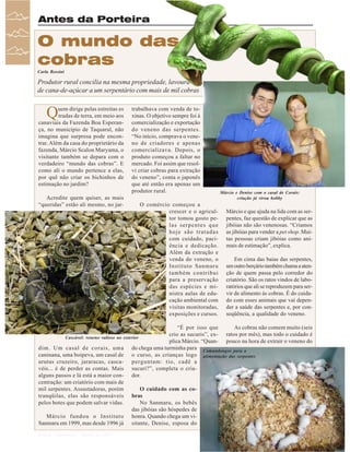 Antes da Porteira

O mundo das
cobras
Carla Rossini

Produtor rural concilia na mesma propriedade, lavoura
de cana-de-açúcar a um serpentário com mais de mil cobras

Q

uem dirige pelas estreitas es
tradas de terra, em meio aos
canaviais da Fazenda Boa Esperança, no município de Taquaral, não
imagina que surpresa pode encontrar. Além da casa do proprietário da
fazenda, Márcio Scalon Maryama, o
visitante também se depara com o
verdadeiro “mundo das cobras”. E
como ali o mundo pertence a elas,
por quê não criar os bichinhos de
estimação no jardim?
Acredite quem quiser, as mais
“queridas” estão ali mesmo, no jar-

trabalhava com venda de toxinas. O objetivo sempre foi à
comercialização e exportação
do veneno das serpentes.
“No início, comprava o veneno de criadores e apenas
comercializava. Depois, o
produto começou a faltar no
mercado. Foi assim que resolvi criar cobras para extração
do veneno”, conta o japonês
que até então era apenas um
produtor rural.
O comércio começou a
crescer e o agricultor tomou gosto pelas serpentes que
hoje são tratadas
com cuidado, paciência e dedicação.
Além da extração e
venda do veneno, o
Instituto Sanmaru
também contribui
para a preservação
das espécies e ministra aulas de educação ambiental com
visitas monitoradas,
exposições e cursos.

Márcio e Denise com o casal de Corais:
criação já virou hobby

Márcio e que ajuda na lida com as serpentes, faz questão de explicar que as
jibóias não são venenosas. “Criamos
as jibóias para vender a pet shop. Muitas pessoas criam jibóias como animais de estimação”, explica.
Em cima das baias das serpentes,
um outro berçário também chama a atenção de quem passa pelo corredor do
criatório. São os ratos vindos de laboratórios que ali se reproduzem para servir de alimento às cobras. É do cuidado com esses animais que vai depender a saúde das serpentes e, por conseqüência, a qualidade do veneno.

“É por isso que
As cobras não comem muito (seis
crio as sucuris”, ex- ratos por mês), mas todo o cuidado é
Cascável: veneno valioso no exterior
plica Márcio. “Quan- pouco na hora de extrair o veneno do
dim. Um casal de corais, uma do chega uma turminha para Camundongos para a
caninana, uma boipeva, um casal de o curso, as crianças logo alimentação das serpentes
urutus cruzeiro, jararacas, casca- perguntam: tio, cadê a
véis... é de perder as contas. Mais sucuri?”, completa o criaalguns passos e lá está a maior con- dor.
centração: um criatório com mais de
mil serpentes. Assustadoras, porém
O cuidado com as cotranqüilas, elas são responsáveis bras
pelos botes que podem salvar vidas.
No Sanmaru, os bebês
das jibóias são hóspedes de
Márcio fundou o Instituto honra. Quando chega um viSanmaru em 1999, mas desde 1996 já sitante, Denise, esposa do
26

Revista Canavieiros - Março de 2007

 