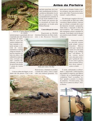 Antes da Porteira
mal não esteja bem, ele é retirado imediatamente da baia e
vai direto ao laboratório. Lá, ele
fica de quarentena e recebe
acompanhamento constante. É
ali que ficam também os répteis doados por pessoas que
os encontram em locais não
apropriados ou levados pela
Polícia Florestal.
Comercialização do veneno
Sucurí de 3,5 metros desperta curiosidade
nos visitantes

animal porque a quantidade deve ser
respeitada para não ultrapassar a capacidade do réptil.
Márcio conta que
muitos criadores acabam matando a serpente porque a retirada do veneno
traumatiza e o animal
chega ao extremo. “É
preciso respeitar o limite da cobra e não
submetê-la a mais que
uma extração por
mês”, comenta. Geralmente, um animal
de porte bom produz
1 grama de veneno
por mês.
Como as cobras são frágeis, os cuidados não são poucos. Caso o ani-

Registrado no IBAMA
(Instituto Brasileiro do Meio Ambiente e dos Recursos Naturais

Jibóias para venda a Pet Shop

Renováveis), o Sanmaru ou melhor,
o mundo das cobras, como é conhecido, tem comércio garantido. “Ex-

porto para os Estados Unidos e países europeus, mas para entrar no negócio não é fácil. É preciso ter muito
contato”, explica Márcio.
Ele alerta que o negócio é de risco
e o veneno pode ser fatal caso venha
a acontecer algum acidente. A pessoa
que vai efetuar a extração deve estar
devidamente treinada e preparada.
Além disso, o mercado é cheio de
atravessadores. “Há criadores que
não conseguem colocar o produto no
mercado. A atividade é envolvida por
um comércio muito fechado”, completa Márcio.
O preço do veneno
no mercado externo
pode atingir valores
absurdos. Márcio
conta que 1 grama de
veneno de coral pode
chegar a ser vendido
por 7 mil dólares. “É
um veneno muito
caro, mas para conseguir 1 grama de veneno de coral é preciso
mais ou menos 250 cobras dessa espécie”,
conta o criador.
É assim, enfrentando as dificuldades e adquirindo conhecimentos
para ampliar os negócios, que Márcio
e Denise vão se transformando em
verdadeiras “feras”, ou melhor, “cobras” quando o assunto é a criação
de serpentes. “Vivemos assim, o dia
todo com as cobras na cabeça”, brinca Denise.
Caninana: animal de
estimação para Denise

Apesar da Jibóia não ser venenosa sua mordida pode trazer transtornos
Revista Canavieiros - Março de 2007

27

 