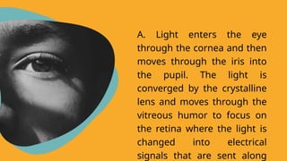 A. Light enters the eye
through the cornea and then
moves through the iris into
the pupil. The light is
converged by the crystalline
lens and moves through the
vitreous humor to focus on
the retina where the light is
changed into electrical
signals that are sent along
 