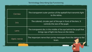 Cornea
The transparent outer portion of the eyeball that transmits light
to the retina.
Iris
The colored, circular part of the eye in front of the lens. It
controls the size of the pupil.
Lens
The transparent disc in the middle of the eye behind the pupil that
brings rays of light into focus on the retina.
Optic nerve
The important nerve that carries messages from the retina to the
brain.
Terminology Describing Eye Functioning
 