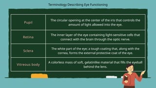 Pupil
The circular opening at the center of the iris that controls the
amount of light allowed into the eye.
Retina
The inner layer of the eye containing light-sensitive cells that
connect with the brain through the optic nerve.
Sclera
The white part of the eye; a tough coating that, along with the
cornea, forms the external protective coat of the eye.
Vitreous body
A colorless mass of soft, gelatinlike material that fills the eyeball
behind the lens.
Terminology Describing Eye Functioning
 
