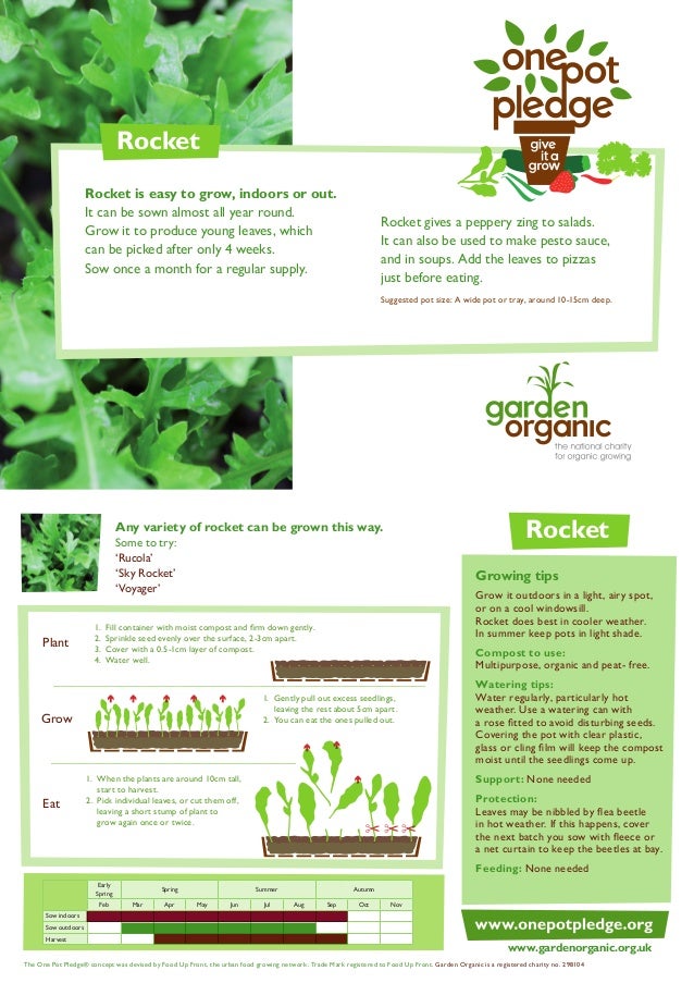 Growing Rocket Salads in a Pot Teacher Guide, Organic Gardening