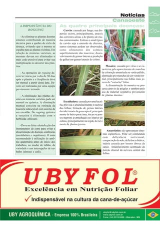 Notícias
Canaoeste
A IMPORTÂNCIA DO
ROGUING
- Ao eliminar as plantas doentes
estamos contribuindo de maneira
decisiva para a quebra do ciclo da
doença, evitando que a mesma se
espalhe para as plantas vizinhas. Em
relação às misturas varietais, as
mesmas devem ser eliminadas o
mais cedo possível para evitar sua
multiplicação no decorrer dos plantios.
- As operações de roguing devem ter início por volta de 30 dias
após o plantio e a freqüência deve
ser mensal a partir desta data. Devem ser realizadas por uma equipe
previamente treinada
- A eliminação das plantas doentes ou misturas varietais pode ser
manual ou química. A eliminação
manual consiste na retirada da
touceira indesejável com auxilio de
um enxadão. No roguing químico
a touceira é eliminada com o
herbicida glifosato.
- Deve ser feita a desinfecção dos
instrumentos de corte para evitar a
disseminação de doenças sistêmicas
(escaldadura e raquitismo). O mais
recomendado é utilização de amônia quaternária antes do início dos
trabalhos, ao mudar de talhão, de
variedade e nas interrupções de trabalho (almoço e café).

As quatro principais doenças:
Carvão: causado por fungo, sua dispersão ocorre, principalmente, através
das correntes aéreas e do plantio de mudas contaminadas. Embora o sinal típico
de carvão seja a emissão de chicotes,
outros sintomas podem ser observados,
como afinamento dos colmos;
superbrotamento das touceiras; desenvolvimento de gemas laterais e produção
de galhas em gemas laterais do colmo.
Mosaico: causada por vírus e se caracteriza pelo aparecimento de manchas
de coloração amarelada ou verde-pálido,
alternadas por manchas de cor verde normal, principalmente nas folhas mais jovens do “cartucho” foliar.
A disseminação do mosaico se processa através de pulgões e também pelo
uso de material vegetativo proveniente
de plantas doentes.
Escaldadura: causada por uma bactéria, provoca o amarelecimemto e necrose
das folhas; brotação de gemas laterais
devido à morte da gema apical, principalmente de baixo para cima; riscas ou pontos marrom-avermelhados no interior do
colmo, principalmente na região do nó e
morte de plantas jovens.
Amarelinho: não apresentam sintomas específicos. Pode ser confundida
com
deficiência
nutricional,
compactação do solo, deficiência hídrica,
injúria causada por insetos (broca da
cana). Amarelecimento acentuado da
porção abaxial da nervura central das
folhas.

Revista Canavieiros - Junho de 2007

13

 