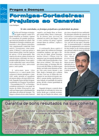 Pragas e Doenças

ormigas-Cortadeiras:
Formigas- Cortadeiras:
Prejuízos ao Canavial

A

sp

Carla Rodrigues

Se não controladas, as formigas prejudicam a produtividade da planta

S

ão dez mil formigas existentes
na região tropical, sendo 95%
destas benéficas ao homem e apenas
5% causadoras de grandes prejuízos,
que merecem destaque na cultura. São
chamadas de formigas cortadeiras, pertencentes a dois gêneros principais,
Atta, popularmente conhecida como
saúvas e Acromyrmex, como quemquéns. O Brasil é o país que possui o
maior número delas, com dez espécies
de saúvas e 20 de quem-quéns. Das
espécies de saúvas, quatro ocorrem em
cana-de-açúcar colocando em risco a
produtividade da planta. Essas espécies são conhecidas como: saúva-limão,
saúva-cabeça-de-vidro, saúva-mata
pasto e saúva parda.
A saúva-mata pasto (Atta
bisphaerica) e a saúva parda (Atta
capiguara) atacam pastagens e canaviais, sendo, portanto as causadoras
de maiores danos e de mais difícil controle. Segundo Enrico de Beni Arrigoni,
coordenador de Pesquisa Tecnológica
– Fitossanidade do CTC, as formigascortadeiras pertencem a um grupo de
insetos da ordem Hymenoptera, que
cultivam fungos para a alimentação dos
indivíduos da colônia de formigas. “Os
fungos se desenvolvem sobre material

34

Revista Canavieiros - Junho de 2007

vegetal e, em função disso, as formigas cortam folhas, flores e outras partes de plantas para servirem de
substrato no cultivo dos fungos. Com
o corte contínuo de partes vegetais
causam danos às culturas”, explica o
coordenador.
A continuação dessa espécie é
dada a partir das colônias de formigas
cortadeiras maduras, que após o terceiro ano de idade, geram formigas
machas (bitus) e fêmeas (icás ou
tanajuras), que em seguida abandonam
o ninho onde foram produzidas e fundam novas colônias. Três meses depois dessa etapa, as formigas dão início ao corte das folhas, levando-as para
dentro, servindo como alimento ao fungo. Este corte ocorre durante o ano
todo, desde a brotação até a colheita
da cana. Com isso, as folhas não conseguem ter um desenvolvimento saudável, causam perdas significativas e
uma redução na qualidade da matéria
prima, devido a menor quantidade de
teor de sacarose.
Segundo Arrigoni o controle desta
praga pode ser realizado de várias maneiras, desde que, o método recomendado seja em função da cultura, está-

gio, área e situação de risco ambiental.
Os principais métodos de controle são
iscas tóxicas e a termonebulização. As
iscas apresentam melhor resultado
quando aplicadas em formigueiros novos, com até um ano após a fecundação. A termonebulização é realizada
através de equipamentos com motores
de dois tempos ou de sistema pulsojat
que utilizam calda de inseticida diluído
em óleo mineral,
querosene ou
óleo diesel,
produzindo
uma camada
densa em que é
aplicada nos canais de alimentação, ocasionando
a morte da colônia.

Enrico de Beni Arrigoni

 