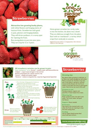 Strawberries
Attractive low growing bushy plants,
with white flowers and hanging stems of
luscious fruits. Strawberries look good
in pots, planters and hanging baskets.
They will thrive outdoors, in a sunny spot
for ripening the fruits.
Buy young plants to put into your pots.
They can crop for 2 or 3 years.

Home grown strawberries rarely make
it into the kitchen, let alone into a bowl.
They are delicious straight from the plant.
Start with an ‘everbearer’, a variety which
crops from early July to autumn.
Suggested pot size: 4 plants in a hanging basket, 35cm diameter.
3 plants in a 30 x 30cm pot.

Photography © Ray Spence

All strawberry varieties can be grown in pots.

Some ‘everbearers ’ to try: Aromel’ – medium-sized, well-flavoured berries.
‘Calypso’ – crops in June and again in late summer
Remove early flowers for a better autumn crop
‘Everest’ - reliable and steady cropper
‘Flamenco’ - medium to large berries; crops late August/early September

Plant

1.  ut a 3cm layer of large gravel or broken up
P
polystyrene into the bottom of a pot.
2.  ill pot to within 3cm of the rim with moist
F
compost and firm down gently.
3.  ot grown plants - turn the pot upside down
P
and gently tap the plant and soil out. Plant it into
the bigger pot. Bare rooted plants - spread the
roots out as you plant.
4. n both cases do not bury the plants too deep.
I
The ‘crown’, where the leaves emerge, should
be just above soil level.
5. Water well and recheck the depth of planting.

Strawberries
Growing tips
Buy plants either growing in small pots, or
as ‘bare root’ plants (bought by mail order).
Plant in autumn for the best crop next
year. If you plant in spring or summer,
remove all the flowers for the first 6
weeks so the plant has time to grow good
roots. Hard to do, but worth the wait!
Compost to use:
Potting compost, organic and
peat-free. A loam based mix is best.
Watering tips:
Keep compost moist, but don’t over
water. Too much water will spoil
the flavour.
Support: None needed

Grow

Remove any flowers
that may appear over
the next 6 weeks.

Eat

Spring
Feb

Mar

Pick the strawberry fruits
when red. They develop
their real flavour when
really ripe. Enjoy.

Summer
Apr

May

Jun

Jul

Protection:
May need to be covered with a net
when the fruits are ripening to stop
the birds eating them.
Feeding:
Use an organic liquid tomato feed
once fruits start to form.

Autumn
Aug

Sep

Oct

Nov

Plant pot grown plants
Plant bare root plants
Harvest

www.gardenorganic.org.uk

The One Pot Pledge® concept was devised by Food Up Front, the urban food growing network. Trade Mark registered to Food Up Front. Garden Organic is a registered charity no.298104

 