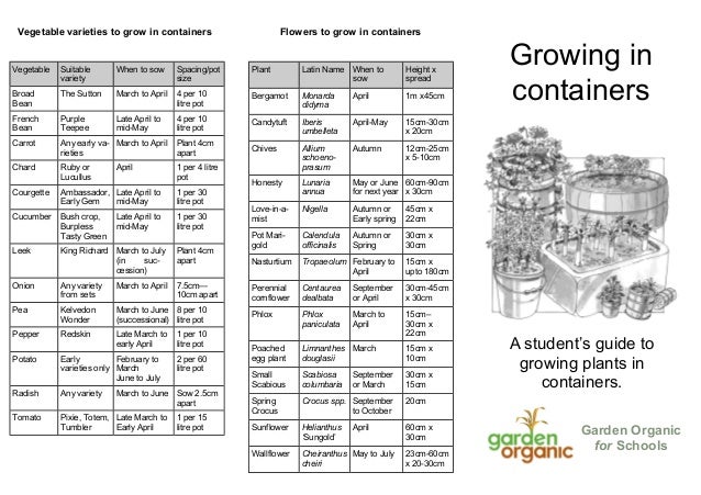 A Student's Guide to Growing Plants in Containers