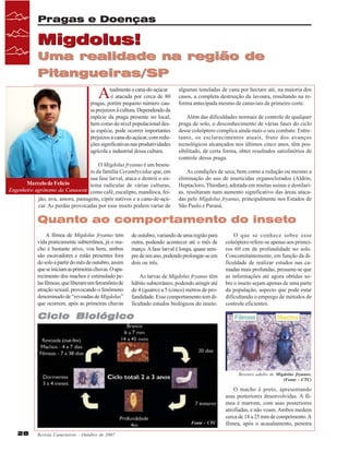 Pragas e Doenças

Migdolus!
Uma realidade na região de
Pitangueiras/SP

A

tualmente a cana-de-açúcar
é atacada por cerca de 80
pragas, porém pequeno número causa prejuízos à cultura. Dependendo da
espécie da praga presente no local,
bem como do nível populacional dessa espécie, pode ocorrer importantes
prejuízos à cana-de-açúcar, com reduções significativas nas produtividades
agrícola e industrial dessa cultura.
O Migdolus fryanus é um besouro da família Cerambycidae que, em
sua fase larval, ataca e destrói o sisMarcelo de Felício
tema radicular de várias culturas,
Engenheiro agrônomo da Canaoeste como café, eucalipto, mandioca, feijão, uva, amora, pastagens, cipós nativos e a cana-de-açúcar. As perdas provocadas por esse inseto podem variar de

algumas toneladas de cana por hectare até, na maioria dos
casos, a completa destruição da lavoura, resultando na reforma antecipada mesmo de canaviais de primeiro corte.
Além das dificuldades normais de controle de qualquer
praga de solo, o desconhecimento de várias fases do ciclo
desse coleóptero complica ainda mais o seu combate. Entretanto, os esclarecimentos atuais, fruto dos avanços
tecnológicos alcançados nos últimos cinco anos, têm possibilitado, de certa forma, obter resultados satisfatórios de
controle dessa praga.
As condições de seca, bem como a redução ou mesmo a
eliminação do uso de inseticidas organoclorados (Aldrin,
Heptacloro, Thiodan), adotada em muitas usinas e destilarias, resultaram num aumento significativo das áreas atacadas pelo Migdolus fryanus, principalmente nos Estados de
São Paulo e Paraná.

Quanto ao comportamento do inseto
A fêmea de Migdolus fryanus tem
vida praticamente subterrânea, já o macho é bastante ativo, voa bem, ambos
são escavadores e estão presentes fora
do solo a partir do mês de outubro, assim
que se iniciam as primeiras chuvas. O aparecimento dos machos é estimulado pelas fêmeas, que liberam um feromônio de
atração sexual, provocando o fenômeno
denominado de “revoadas de Migdolus”
que ocorrem, após as primeiras chuvas

de outubro, variando de uma região para
outra, podendo acontecer até o mês de
março. A fase larval é longa, quase sempre de um ano, podendo prolongar-se em
dois ou três.
As larvas de Migdolus fryanus têm
hábito subterrâneo, podendo atingir até
de 4 (quatro) a 5 (cinco) metros de profundidade. Esse comportamento tem dificultado estudos biológicos do inseto.

O que se conhece sobre esse
coleóptero refere-se apenas aos primeiros 60 cm de profundidade no solo.
Concomitantemente, em função da dificuldade de realizar estudos nas camadas mais profundas, presume-se que
as informações até agora obtidas sobre o inseto sejam apenas de uma parte
da população, aspecto que pode estar
dificultando o emprego de métodos de
controle eficientes.

Ciclo Biológico

Besouro adulto de Migdolus fryanus.
(Fonte - CTC)

Fonte - CTC

28

Revista Canavieiros - Outubro de 2007

O macho é preto, apresentando
asas posteriores desenvolvidas. A fêmea é marrom, com asas posteriores
atrofiadas, e não voam. Ambos medem
cerca de 18 a 25 mm de comprimento. A
fêmea, após o acasalamento, penetra

 