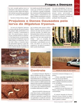 Pragas e Doenças
no solo, cavando galerias novas ou
utilizando-se dos mesmos canais abertos para sua saída. Alguns dias depois,
elas realizam suas posturas que podem
ocorrer até as grandes profundidades.
Sua larva é branca leitosa, chegan-

do a medir cerca de 40 mm de comprimento, que, no final de seu estádio larvas, penetram a grandes profundidades, constroem no final da galeria uma
câmara pupal e transformam-se em
pupa. O ataque normalmente ocorre em
reboleiras, em cana-planta e também

nos cortes subseqüentes. As larvas se
alimentam tanto dos toletes como dos
rizomas. Os rizomas atacados emitem
poucas raízes, provocando o
secamento de touceiras nas reboleiras
infestadas, os prejuízos causados na
produção final são grandes.

Prejuízos e Danos Causados pela
larva do Migdolus fryanus.
As larvas do Migdolus destroem
o sistema radicular da cana-de-açúcar
de qualquer idade, perfurando-os em
todos os sentidos e alimentando-se
dele. Em cana-de-açúcar, atacam o
rizoma, podendo destruí-lo totalmente. Em canas jovens, as touceiras aparecem parcial ou totalmente secas e as
falhas podem ser numerosas. Em canas mais velhas, as touceiras atacadas apresentam aspectos e canas afetadas por seca ou fogo. Os efeitos são
mais evidentes durante os períodos em

Larva de Migdolus atacando tolete de cana.

que as plantas estão sujeitas a déficit
hídrico, quando é possível encontrar
números elevados de larvas junto às
touceiras atacadas. Os adultos também podem fazer orifícios nos toletes.
Por viver debaixo da terra e só sair na
superfície por um curto período de
tempo – para as revoadas de
acasalamento – a praga é difícil de ser
encontrada, o que prejudica seu controle. Os danos ao canavial são
irreparáveis: de queda da produtividade à perda da plantação.

Sintomas do ataque em cana planta.

Controle

Sintomas do ataque no canavial.

Larva de Migdolus fryanus.

Toletes de cana danificados pela larva. (Fonte - CTC).

O controle do besouro Migdolus é
difícil e trabalhoso devido ao desconhecimento do seu ciclo biológico, o que
impossibilita antever com exatidão o seu
aparecimento em uma determinada área,
a larva e mesmo os adultos passam uma
etapa da vida em grandes profundidades
no solo (2 a 5 metros), o que proporciona
a esse inseto uma substancial proteção
às medidas tradicionais de combate.
Apesar do modo de vida pouco peculiar desse inseto, o mesmo apresenta algumas características biológicas favoráveis ao agricultor, as quais devem
ser exploradas no sentido de aumentar
a eficiência do controle. Entre essas ca-

Sintomas do ataque em cana soqueira.

racterísticas merecem destaque as seguintes:
- a baixa capacidade reprodutiva
(cerca de 30 ovos por fêmea);
- a fragilidade das larvas no que se
refere a qualquer interferência mecânica no seu habitat;
- o curto período de sobrevivência
dos machos (1 a 4 dias);
- a ausência de asas funcionais nas
fêmeas, o que restringe, sobremaneira,
a disseminação.
O controle integrado do besouro
Migdolus fryanus consiste no emprego concomitante de três métodos: mecânico, químico e cultural.
Revista Canavieiros - Outubro de 2007

29

 