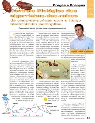 Pragas e Doenças

Controle Biológico das
cigarrinhas-das-raízes
da cana-de-açúcar com o fungo
Metarhizium anisopliae
“É um controle barato, eficiente e com responsabilidade social.”

A

cana-de-açúcar colhida sem
queima é uma realidade em
todo o Estado de São Paulo. Com
isso, a cigarrinha-da-raíz (Mahanarva fimbriolata) tornou-se importante praga. As condições ambientais
favorecidas pela palha da cana não
queimada, como maior retenção de
umidade no solo e proteção das ninfas dos raios solares fizeram com
que este inseto se tornasse praga
pelos elevados níveis populacionais
que atinge quando não corretamente manejado.
O controle biológico com o fungo entomopatogênico Metarhizium
anisopliae vem se destacando como
principal método de controle, por
não ser agressivo ao meio ambiente
e por ser mais barato que o método
químico. A oviposição por fêmea de
cigarrinha é em média 300-350 ovos
no solo, próximos às raízes das touceiras. Nos meses mais secos e frios,
esses ovos entram em diapausa. Sua
ocorrência é de outubro a abril, surgindo com as primeiras fortes chuvas. A umidade do solo é fundamental para a sua proliferação. As ninfas
sugam a seiva das raízes e das radicelas, protegidas por uma espuma
branca. Ocorrem cinco mudas de pele
(ecdises). O ciclo médio é de 65-80
dias (ovos: 15-20 dias; ninfas: 35-40
dias; adultos: 15-20 dias). Ocorrem
até quatro gerações no ano.

Os principais danos vistos são:
plantas desnutridas, desidratadas e
ressecadas. Folhas com manchas
amareladas e posteriormente avermelhadas e secas. Os adultos injetam
toxinas nas folhas. A redução da área
verde da cana decorrente da sucção
pelas ninfas e adultos interrompe o
processo de fotossíntese, causando
atrofia da cana e encurtamento dos
entrenós (gomos), reduzindo o armazenamento do açúcar e podendo causar perdas agrícolas e industriais da
ordem de até 60%.

Os inimigos naturais desta praga
são de grande importância. A mosca
Salpingogaster nigra é considerada
a principal predadora de ninfas. Suas
larvas predam de 30 a 40 ninfas por
ciclo e ocorrem de 2 a 3 gerações por
geração da cigarrinha. O Batkoa apiculata é um fungo nativo exclusivo
de adultos.
Deixa o inseto fixo
nas folhas com as
asas abertas. Al-

gumas Usinas da região de Sertãozinho-SP
mostraram controles
de até 40% com
Batkoa em
levantamentos recentes.
É importante
frisar que
Leandro Aurélio Rossini
esta alta população de Engenheiro Agrônomo do departamento
técnico e comercial da Biocontrol
Batkoa aparece apenas em áreas onde foi aplicado Metarhizium, possivelmente pela
maior debilidade da
cigarrinha.
Sobre o nível de
controle, recomendase iniciá-lo quando
atingir uma população superior a 1 ninfa/metro linear de média no talhão e em
áreas historicamente
potenciais da praga.
Com este procedimento evitam-se
riscos de aumentos populacionais.
As ninfas começam a aparecer cerca
de 15-25 dias após o início das primeiras chuvas. O levantamento deve
ser feito com intervalos nunca superiores a 15 dias para variedades mais
susceptíveis e 30 dias para variedades menos susceptíveis, em 8 pontos/ha de 1 metro, totalizando 8 metros/ha.
Recomenda-se aplicar o Metarhizium somente ao entardecer e no período noturno, com alta umidade relativa (ideal 80%) para dar condições
excepcionais para a proliferação do
fungo e este causar a doença-verde
na cigarrinha, fazendo assim, o conRevista Canavieiros - Outubro de 2007

31

 