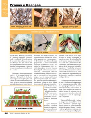 Pragas e Doenças

Espuma característica de toucera com
cigarrinha

Cigarrinhas mortas pelo fungo
Metarhizium após 10 dias

Ninfas na cana

Inimigos Naturais

Salpingogaster Nigra em fase de larva e na fase adulta

trole da praga. A aplicação tratorizada é a melhor opção por estar aplicando o produto de forma direcionada (concentrada) na base das touceiras. O fungo atua por contato. Da
aplicação até a morte do inseto levase de 4 a 7 dias e para que o inseto se
torne esverdeado, aproximadamente
10 a 14 dias.
O alto preço dos produtos químicos (10 a 20 vezes superiores ao biológico), o desequilíbrio biológico
causado pelas suas aplicações com
a morte de inimigos naturais e os elevados prejuízos que a cigarrinha-daraíz poderá causar aos canaviais; di-

recionam para a não economia em
doses do fungo Metarhizium anisopliae, para que este excelente agente de controle microbiano não seja
prejudicado. As doses normalmente
utilizadas variam de 1012 a 1013 conídios/ha. Doses menores (1012 conídios) para áreas de menor risco na
forma líquida tratorizada e doses maiores (1013 conídios) em canaviais
fechados ou áreas altamente infestadas ou com históricos anteriores de
ataques severos ou que utilizaram
produtos químicos em anos anteriores, preferencialmente na forma granulada em aplicação aérea. Essas
doses mais elevadas em áreas infestadas devem visar a
‘’saturação do ambiente”, chamada de
“aplicação inundativa”. Em anos posteriores essas áreas
certamente necessitarão de menores
doses.
Após inúmeras
visitas e contatos
com técnicos das empresas, acreditamos
que o “problema ci-

32

Revista Canavieiros - Outubro de 2007

Cigarrinha morta pelo fungo Batkoa

garrinha” existe, mas os níveis populacionais da “praga” encontrados, na
maioria dos casos, são baixos. Este fato
nos leva a crer que o controle biológico é a saída para a grande maioria. Levantamentos realizados mostram que
poucas são as áreas com infestações
superiores a 5 ninfas/ha, certamente
menos de 15% da cana crua cortada,
viabilizando a introdução do fungo
com o objetivo de reduzir a população
da cigarrinha e estabelecer o equilíbrio
biológico da área.
O comprometimento do produtor
de cana é fundamental para o sucesso no controle da cigarrinha. Sabemos que a propriedade tem inúmeras
outras prioridades como término de
safra, tratos culturais das soqueiras,
plantio de cana de ano entre outras,
mas novembro, dezembro até no máximo janeiro é a hora de se preocupar
com a cigarrinha.
O controle biológico não é poluente, não provoca desequilíbrios biológicos, é duradouro e aproveita o potencial biótico do agroecossistema,
não é tóxico para os homens e animais
e pode ser aplicado com máquinas convencionais com pequenas adaptações.

 