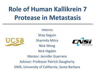 Role of Human Kallikrein 7
Protease in Metastasis
Interns:
Shay Seguin
Sharmila Mitra
Nick Wong
Nick Higdon
Mentor: Jennifer Guerrero
Advisor: Professor Patrick Daugherty
SIMS, University of California, Santa Barbara
 