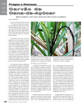 Pragas e Doenças

Carvão da
Cana-de-Açúcar
Quais os prejuízos e como conter a doença que volta a assustar os produtores
Marcelo Massensini

“ Carvão da cana-de-açúcar,
O pelo seu histórico de prejuí-

Figueiredo conta que o Carvão
apareceu em terras paulistas há mais
de 60 anos, mas que, na época, não era
um grande problema devido ao controle radical adotado pelos fitopatologistas. “O controle adotado era a exclusão, ou o também chamado controle absoluto, que só permitia o plantio
de variedades altamente resistentes
como a CB 41-76, extremamente imune
ao carvão e outras com resistência similar”, explica. Além disso, existia uma
vigilância constante sobre as lavouras, com a eliminação total de qualquer
foco de carvão que aparecesse.
Esse tipo de controle radical gerou um problema: algumas variedades
com inúmeros benefícios agroindustriais, mas que tinham média ou baixa
resistência ao Carvão, não poderiam
ser plantadas, restando variedades altamente resistentes à doença, mas
com menos benefícios em outras áreas. "Entre outras medidas, a Comissão de Controle do Carvão da Cana,
estabeleceu uma nova metodologia
sobre resistência ao carvão, adotando um gradiente de resistência que
permitia agrupar as variedades em
quatro grupos: altamente resistentes
(AR), resistentes (R), resistentes intermediárias (RI) e suscetíveis (S)",
conta Figueiredo. Tais medidas tomadas no passado permitiram o cultivo
de variedades de cana sob um conceito de resistência poligênica, ou horizontal, em que a doença pode até se
manifestar nas lavouras, mas em índi30

Revista Canavieiros - Janeiro de 2008

Foto: Divulgação CTC

zos causados em muitos países, é uma
doença temida em todo o mundo”, assim, o Pesquisador do Programa Canade-Açúcar do Instituto Agronômico
(IAC) Pery Figueiredo, define a doença que volta a assustar os canavicultores paulistas.

Cana afetada pelo
Carvão: perdas podem
chegar até 60%

ces baixos. "Essa nova mudança de
comportamento requer do lado dos
produtores de cana algumas medidas

fitossanitárias mais rígidas para contrabalançar o efeito do conceito de resistência ao carvão", completa.

PREJUÍZOS
Os prejuízos econômicos causados
por esse fungo na cultura da cana-deaçúcar variam de acordo com o local em
que são encontrados, podendo chegar
a até 60% da produção. A manifestação
do carvão em uma mesma variedade difere muito em função da qualidade da
muda, da época de plantio, do elenco de
variedades utilizadas, das características químicas e físicas do solo, da distribuição de chuvas, da capacidade de armazenamento de água no solo e dos tratos culturais. “Assim o carvão pode ser
considerado a principal doença da canade-açúcar de alguns ambientes e em
outros ter importância apenas secundária”, esclarece Pery.

bre a manifestação do número de perfilhos e de perfilhos com carvão, que
geralmente é contabilizado no momento de maior perfilhamento (de 4 a 6 meses do plantio ou do corte). Relatos
sobre a NA 56-79 cultivadas sobre solos ricos, chegaram a apresentar até 3
chicotes por metro linear de sulco, ou
seja, mais de 21 mil chicotes por hectares”. No entanto, Pery conta que essas
lavouras, no final, eram compensadas
com outros perfilhos sadios que substituíram os com chicotes na época do
perfilhamento e, no final, não havia
queda do TCH e nessas condições os
produtores ainda cultivavam essa variedade por 6 a 8 ciclos.

Estudos mostram que as perdas são
maiores na cana-soca do que na canaplanta, mas, segundo o pesquisador do
IAC, “isso é considerado apenas so-

O pesquisador diz ainda que existem conflitos de opiniões sobre a importância do carvão. Há regiões do
Estado em que o nível de infestação

 