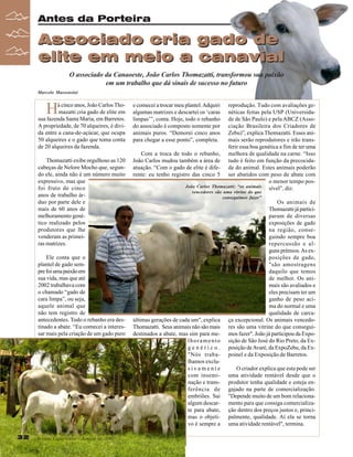 Antes da Porteira

Associado cria gado de
elite em meio a canavial
O associado da Canaoeste, João Carlos Thomazatti, transformou sua paixão
em um trabalho que dá sinais de sucesso no futuro
Marcelo Massensini

H

á cinco anos, João Carlos Thomazatti cria gado de elite em
sua fazenda Santa Maria, em Barretos.
A propriedade, de 70 alqueires, é divida entre a cana-de-açúcar, que ocupa
50 alqueires e o gado que toma conta
de 20 alqueires da fazenda.
Thomazatti exibe orgulhoso as 120
cabeças de Nelore Mocho que, segundo ele, ainda não é um número muito
expressivo, mas que
foi fruto de cinco
anos de trabalho árduo por parte dele e
mais de 60 anos de
melhoramento genético realizado pelos
produtores que lhe
venderam as primeiras matrizes.
Ele conta que o
plantel de gado sempre foi uma paixão em
sua vida, mas que até
2002 trabalhava com
o chamado “gado de
cara limpa”, ou seja,
aquele animal que
não tem registro de
antecedentes. Todo o rebanho era destinado a abate. “Eu comecei a interessar mais pela criação de um gado puro

32
32

Revista Canavieiros - Janeiro de 2008
Revista Canavieiros - Janeiro de 2008

e comecei a trocar meu plantel. Adquiri
algumas matrizes e descartei os ‘caras
limpas’”, conta. Hoje, todo o rebanho
do associado é composto somente por
animais puros. “Demorei cinco anos
para chegar a esse ponto”, completa.

reprodução. Tudo com avaliações genéticas feitas pela USP (Universidade de São Paulo) e pela ABCZ (Associação Brasileira dos Criadores de
Zebu)”, explica Thomazatti. Esses animais serão reprodutores e irão transferir essa boa genética a fim de ter uma
Com a troca de todo o rebanho, melhora de qualidade na carne. “Isso
João Carlos mudou também a área de tudo é feito em função da precocidaatuação. “Com o gado de elite é dife- de do animal. Estes animais poderão
rente: eu tenho registro das cinco 5 ser abatidos com peso de abate com
o menor tempo posJoão Carlos Thomazatti: “os animais
sível”, diz.
vencedores são uma vitrine do que
conseguimos fazer”

últimas gerações de cada um", explica
Thomazatti. Seus animais não são mais
destinados a abate, mas sim para melhoramento
genético.
"Nós trabalhamos exclusivamente
com inseminação e transferência de
embriões. Sai
algum descarte para abate,
mas o objetivo é sempre a

Os animais de
Thomazatti já participaram de diversas
exposições de gado
na região, conseguindo sempre boa
repercussão e alguns prêmios. As exposições de gado,
"são amostragens
daquilo que temos
de melhor. Os animais são avaliados e
eles precisam ter um
ganho de peso acima do normal e uma
qualidade de carcaça excepcional. Os animais vencedores são uma vitrine do que conseguimos fazer". João já participou da Exposição de São José do Rio Preto, da Exposição de Avaré, da ExpoZebu, da Expoinel e da Exposição de Barretos.
O criador explica que esta pode ser
uma atividade rentável desde que o
produtor tenha qualidade e esteja engajado na parte de comercialização.
"Depende muito de um bom relacionamento para que consiga comercialização dentro dos preços justos e, principalmente, qualidade. Aí ela se torna
uma atividade rentável", termina.

 