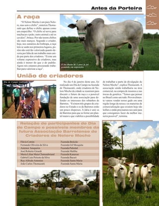 Antes da Porteira

A raça
“O Nelore Mocho é um puro Nelore, mas sem o chifre”, sintetiza Thomazatti que define o chifre apenas como
um empecilho: “O chifre só serve para
machucar o peão, outro animal e até os
cavalos”, brinca. Por não terem chifres
são mais manços. Segundo o criador,
hoje, nos sumários da Embrapa, a raça
tem se saído nos primeiros lugares, porém não está tão valorizada quanto deveria por falta de um trabalho mais unido por parte dos criadores. “Existe um
volume expressivo de criadores, mas
ainda é menor do que o do padrão.
Agora nós estamos procurando trabalhar para valorizar a raça”.

O boi Barão de 3 anos já foi
premiado em exposições

União de criadores
Dia de Campo realizado na
Fazenda Santa Maria

No dia 4 de janeiro deste ano, foi
realizado um Dia de Campo na fazenda
de Thomazatti, onde criadores de Nelore Mocho da cidade se reuniram para
discutir o futuro da raça e a possível
fundação de uma associação para defender os interesses dos rebanhos de
Barretos. “Existem três grupos de criadores no Estado e os de Barretos estão
um pouco dispersos. A idéia é unir os
de Barretos para que se forme um plantel maior e que viabilize a possibilidade

de trabalhar a parte de divulgação do
Nelore Mocho”, explica Thomazatti. A
associação ainda trabalharia na área
comercial, na compra de insumos e nas
trocas de genética. “Temos que pensar
no Brasil como um todo. Provavelmente vamos vender nosso gado em uma
região longe da nossa e as maneiras de
comercialização que existem hoje são
leilões e então precisamos nos unir para
que consigamos fazer da melhor maneira possível”, termina.

Relação de participantes do Dia
de Campo e possíveis membros da
futura Associação Barretense de
Criadores de Nelore Mocho
Flávio Cotrim
Fernando Oliveira da Silva
Antenor Junqueira
José Roberto Girardi
Maria Lilian Maia Chateaubriand
Gabriel Luiz Peixoto da Silva
Ruy Alfredo Antonini
João Carlos Thomazatti

Fazenda Boticão
Fazenda Gil Mesquita
Fazenda Palmital
Fazenda Malibu
Fazenda Kanaxue
Fazenda Bacuri
Fazenda Santa Maria
Fazenda Santa Maria

Revista Canavieiros - Janeiro de 2008
Revista Canavieiros - Janeiro de 2008

33
33

 