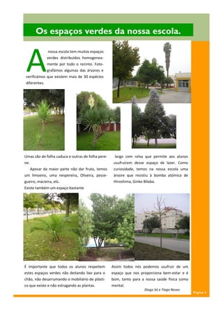 Os espaços verdes da nossa escola.



 A
               nossa escola tem muitos espaços
               verdes distribuídos homogenea-
               mente por todo o recinto. Foto-
               grafámos algumas das árvores e
 verificámos que existem mais de 30 espécies
 diferentes.




Umas são de folha caduca e outras de folha pere-    largo com relva que permite aos alunos
ne.                                                 usufruírem desse espaço de lazer. Como
      Apesar da maior parte não dar fruto, temos    curiosidade, temos na nossa escola uma
um limoeiro, uma nespereira, Oliveira, pesse-       árvore que resistiu à bomba atómica de
gueiro, macieira, etc.                              Hiroshima, Ginko Biloba.
Existe também um espaço bastante




É importante que todos os alunos respeitem         Assim todos nós podemos usufruir de um
estes espaços verdes não deitando lixo para o      espaço que nos proporciona bem-estar e é
chão, não desarrumando o mobiliário de plásti-     bom, tanto para a nossa saúde física como
co que existe e não estragando as plantas.         mental.
                                                                     Diogo Sá e Tiago Neves
                                                                                               Página 5
 