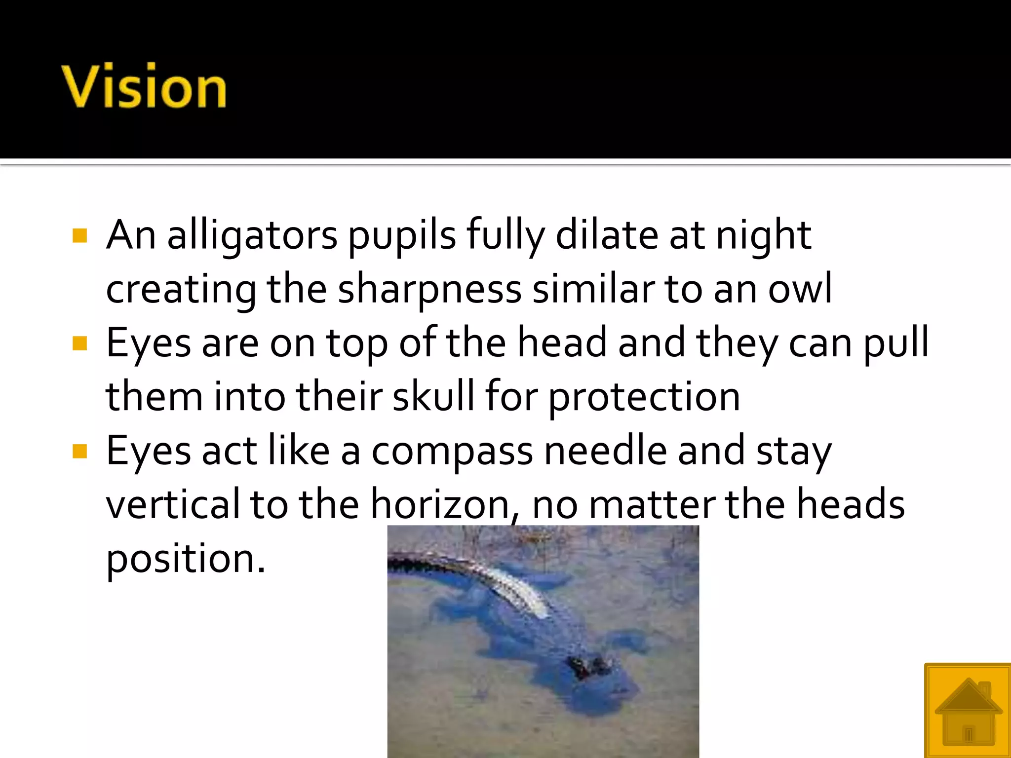    An alligators pupils fully dilate at night
    creating the sharpness similar to an owl
   Eyes are on top of the head and they can pull
    them into their skull for protection
   Eyes act like a compass needle and stay
    vertical to the horizon, no matter the heads
    position.
 