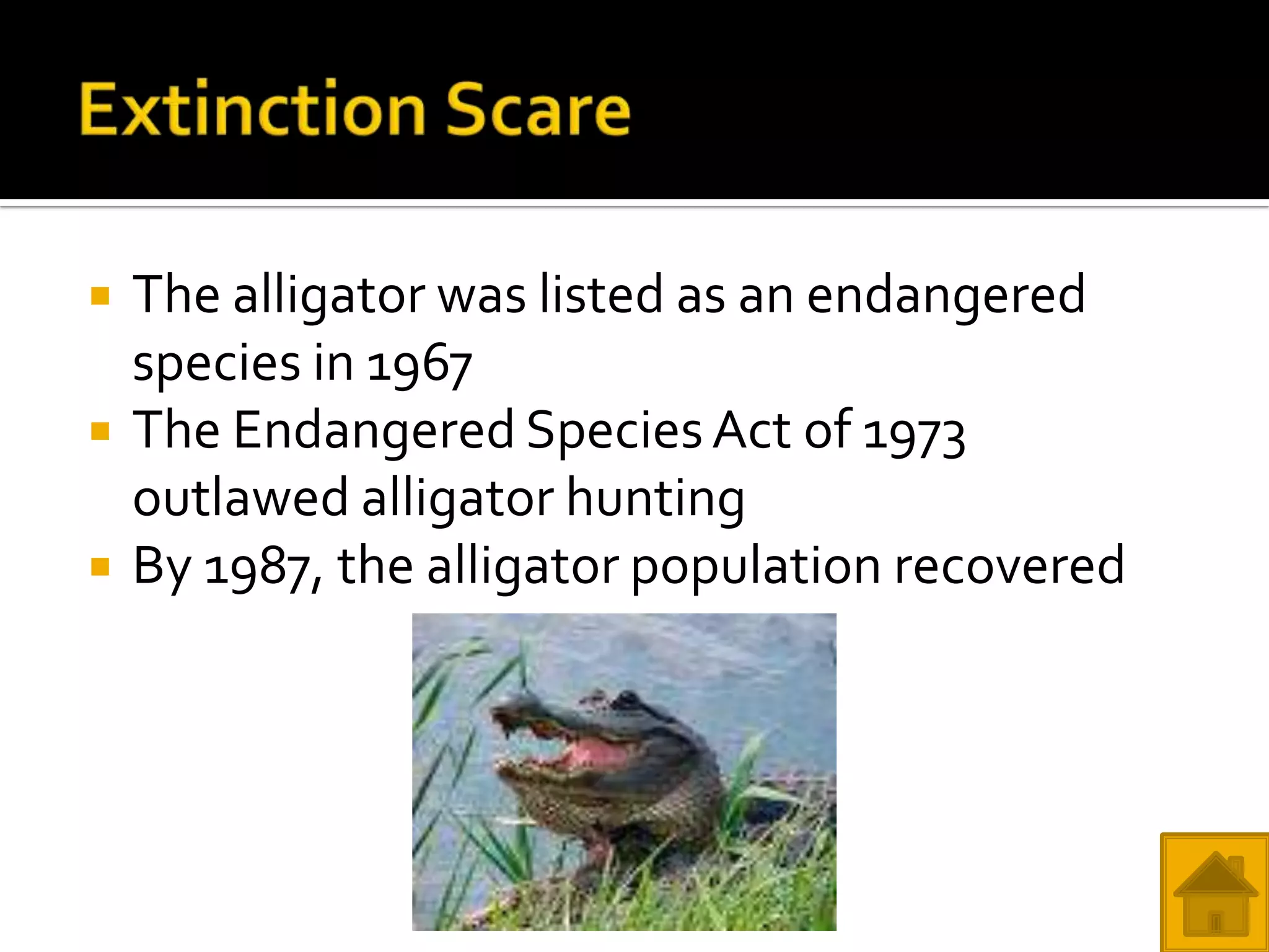   The alligator was listed as an endangered
    species in 1967
   The Endangered Species Act of 1973
    outlawed alligator hunting
   By 1987, the alligator population recovered
 
