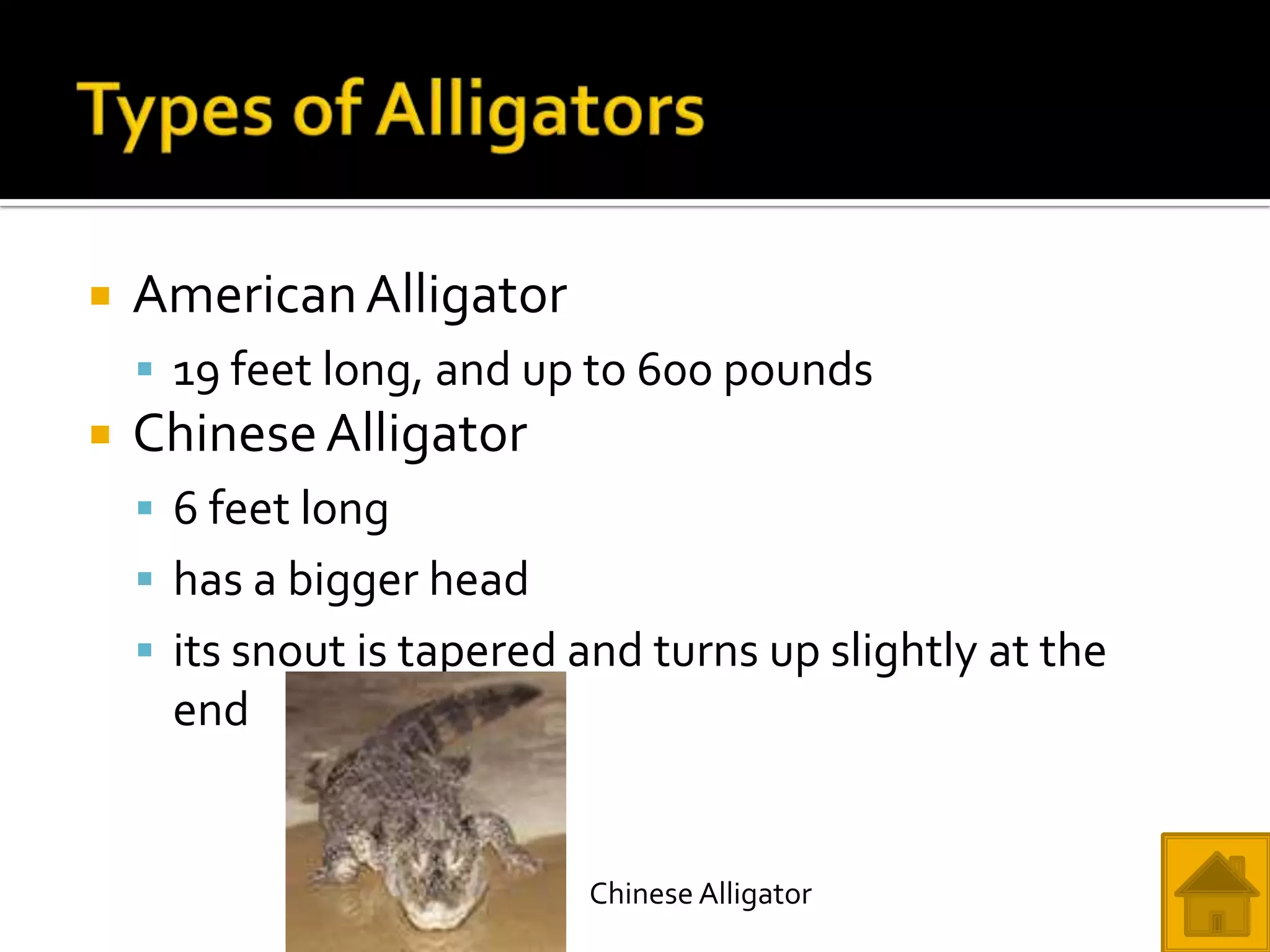    American Alligator
     19 feet long, and up to 600 pounds
   Chinese Alligator
     6 feet long
     has a bigger head
     its snout is tapered and turns up slightly at the
     end


                           Chinese Alligator
 