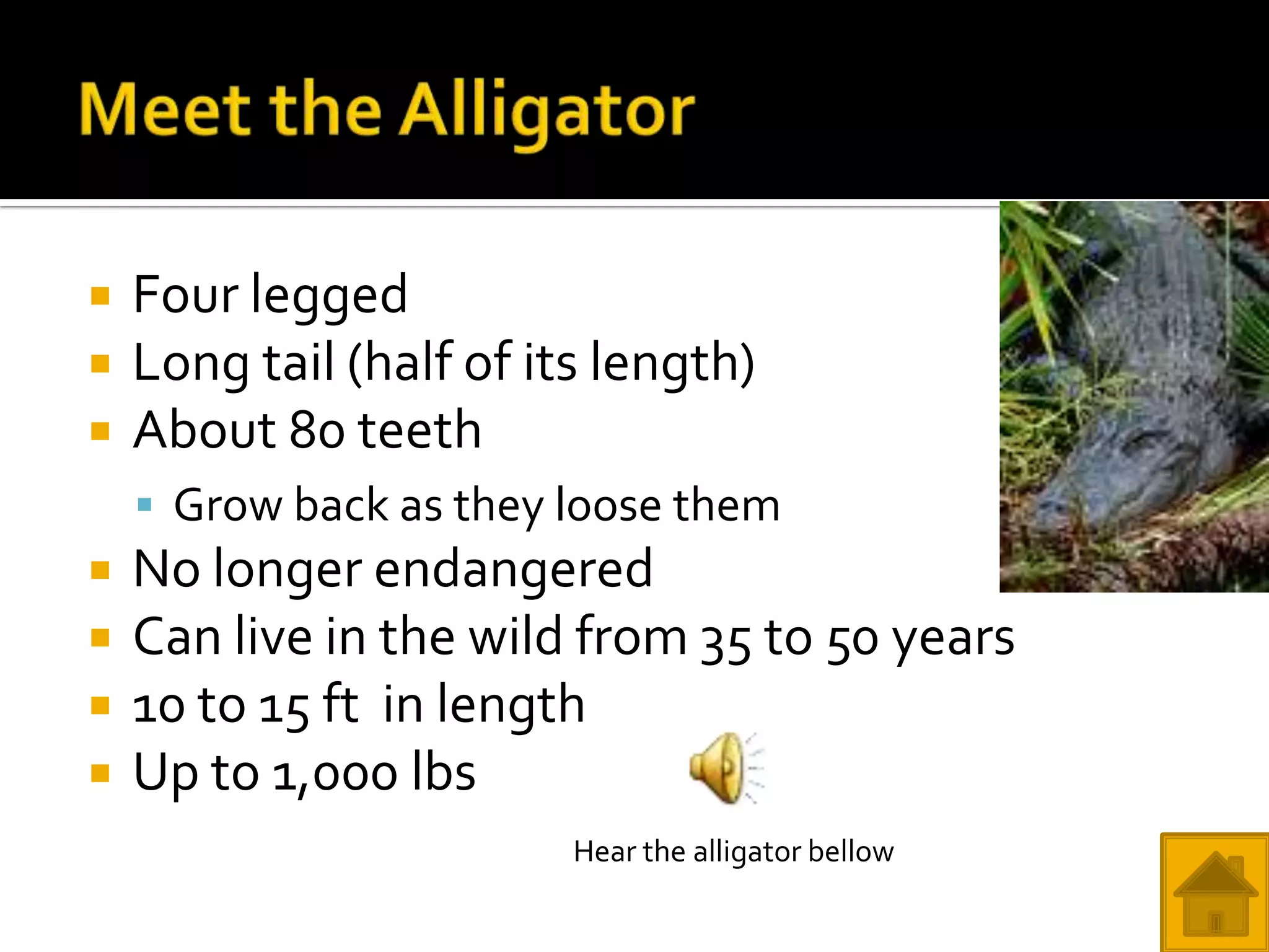    Four legged
   Long tail (half of its length)
   About 80 teeth
     Grow back as they loose them
   No longer endangered
   Can live in the wild from 35 to 50 years
   10 to 15 ft in length
   Up to 1,000 lbs
                         Hear the alligator bellow
 